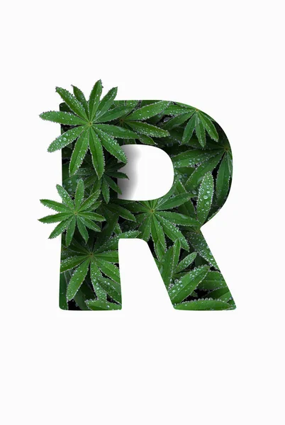The English letter of the alphabet R, isolated on a white background. Stylized with a collage of a photo of a lupin flower leaf. Concept: graphic design, decorated font. — 스톡 사진