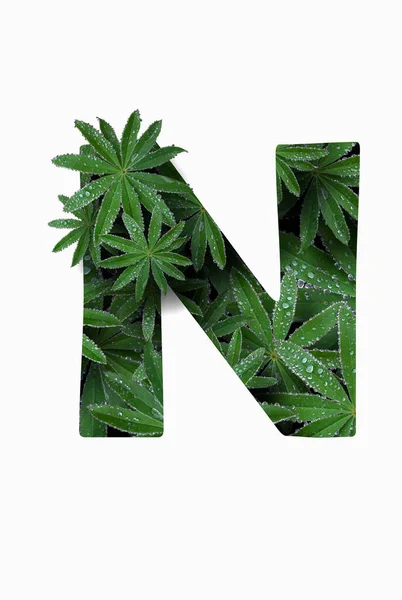 The English letter of the alphabet N, isolated on a white background. Stylized with a collage of a photo of a lupin flower leaf. Concept: graphic design, decorated font. — Stock Photo, Image