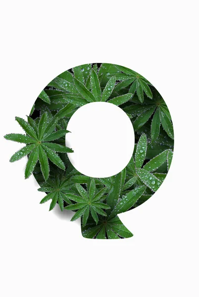 The English letter of the alphabet Q, isolated on a white background. Stylized with a collage of a photo of a lupin flower leaf. Concept: graphic design, decorated font. — Stock Fotó