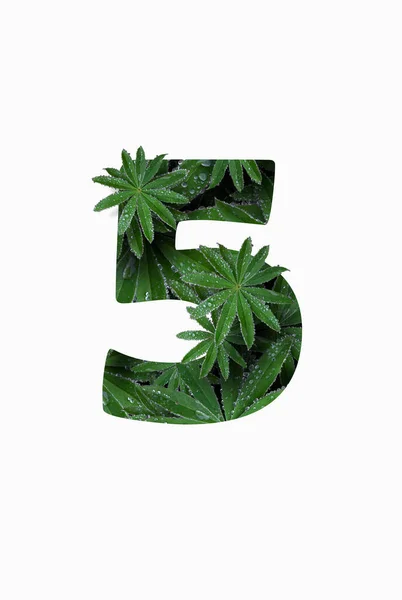 Arabic numeral five 5, isolated on a white background. Stylized as a collage of a photo of a lupin flower leaf. Concept: graphic design decorated with decorative font. — 스톡 사진