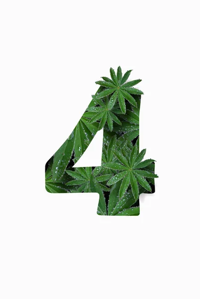 Arabic numeral four 4, isolated on a white background. Stylized as a collage of a photo of a lupin flower leaf. Concept: graphic design decorated with decorative font. — Stock Photo, Image