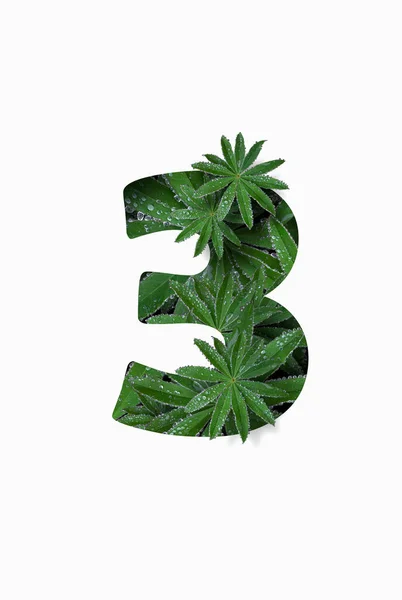 Arabic numeral three 3, isolated on a white background. Stylized as a collage of a photo of a lupin flower leaf. Concept: graphic design decorated with decorative font. — Fotografia de Stock