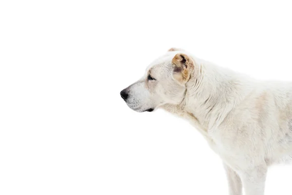 Kaukasische herder Alabai witte kleur met fawn vlekken op een witte achtergrond — Stockfoto