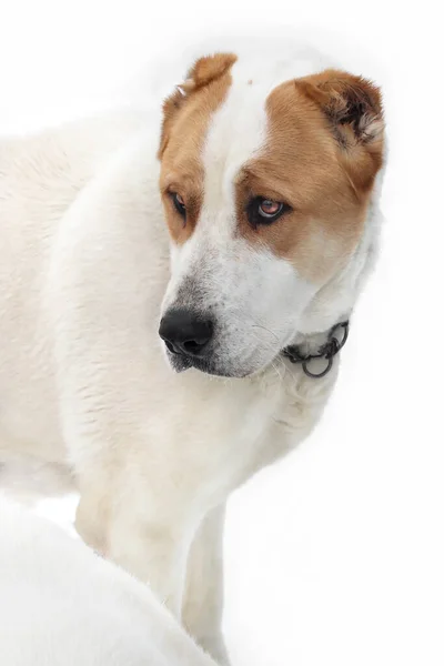 白种人牧羊犬白种人，有橙色斑点。一只在冬天散步的狗. — 图库照片
