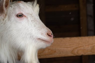 Boynuzsuz bir cinsten beyaz bir keçi, çitin arka planında görülür. Kafası profilde, mesafeye bakıyor, kış, kar yağıyor. Kavram: yaşam tarzı, ev çiftliği, ekolojik ürün