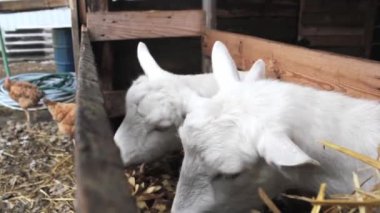 Ev çiftliğinde öğle yemeği, süt sağmadan önce beyaz keçiler yer. Zaanen cinsinin boynuzsuz keçileri. Kavram: köy, tarım, hayvancılık, eko-çiftlik, yaşam tarzı.