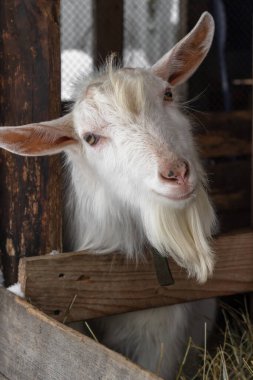 Beyaz keçi, boynuzsuz erkek zaanen cinsi. Kafası yana yatık, kameraya bakıyor, kışı, kar yağıyor. Kavram: eko-çiftlik, yaşam tarzı, ev çiftliği, keçi yetiştiriciliği, ekolojik ürün