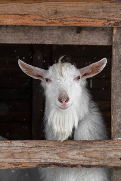 A white goat of the Zaanen breed on a dark background in a wooden frame. Looks at the camera out the window. Concept: lifestyle, home farm, goat breeding, animal husbandry, ecological product. — Stock Photo, Image