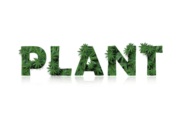 Das englische Wort ist Pflanze, stilisiert als Collage von Fotos von Lupinenblättern. — Stockfoto
