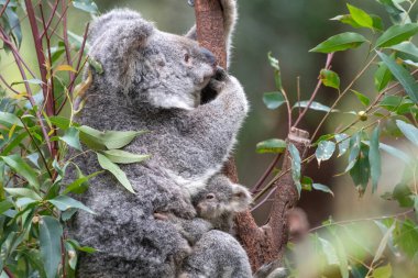 Koala okaliptüs ağacında otururken Joey 'i karnına yapışıp neredeyse dünyadan saklanıyordu..
