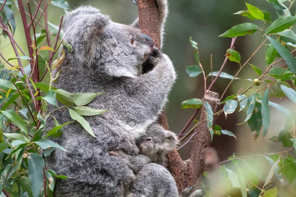 Koala Sitzt Einem Eukalyptusbaum Während Sein Joey Sich Seinen Bauch — Stockfoto