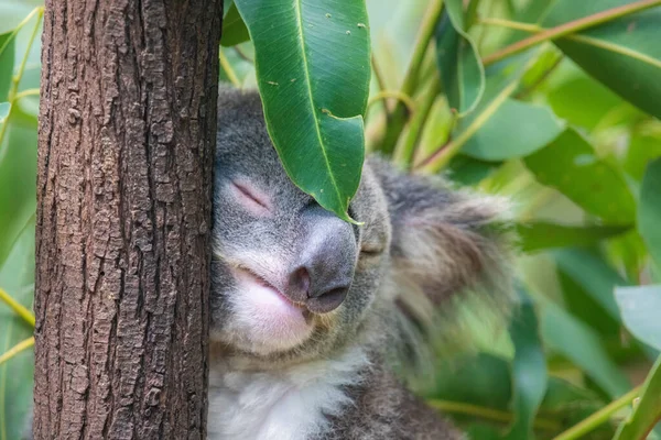 Bir okaliptüs yaprağı yüzüne yaslanırken koala bir ağaca yaslanmış uyuyor..