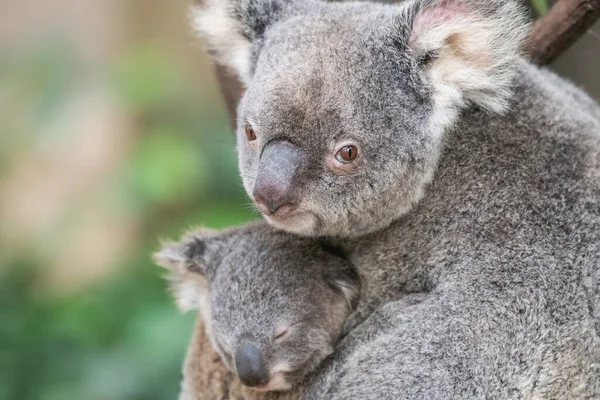 Anne koala, bebeği kollarında uyurken kameranın merceğine bakıyor..