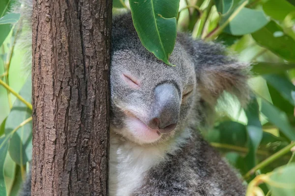 Koala Lehnt Schlafend Einem Baum Während Ein Eukalyptusblatt Auf Dem — Stockfoto