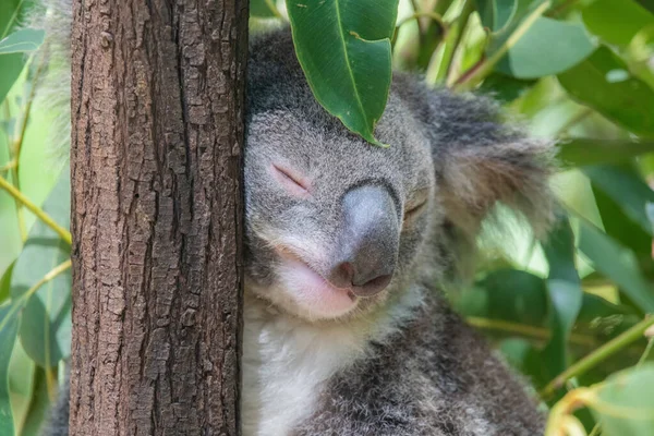 Bir okaliptüs yaprağı kafasında otururken Koala bir ağaca yaslanmış uyuyor..