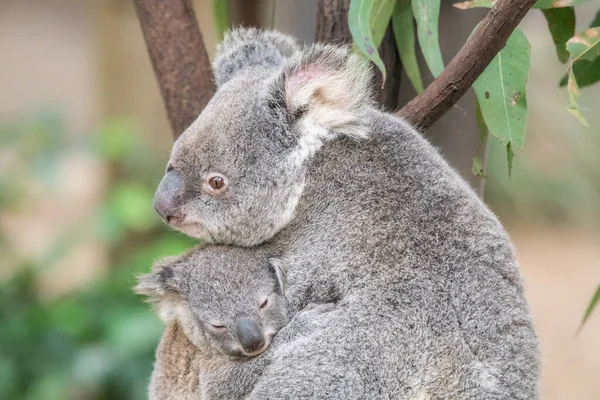 Anne koala başını bebek kafasının üzerine koyar kollarında uyurken..