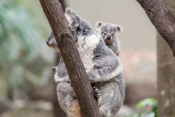 Yavru koala, çıplak bir dala uzanırken annesinin omzunun üzerinden yükselir..