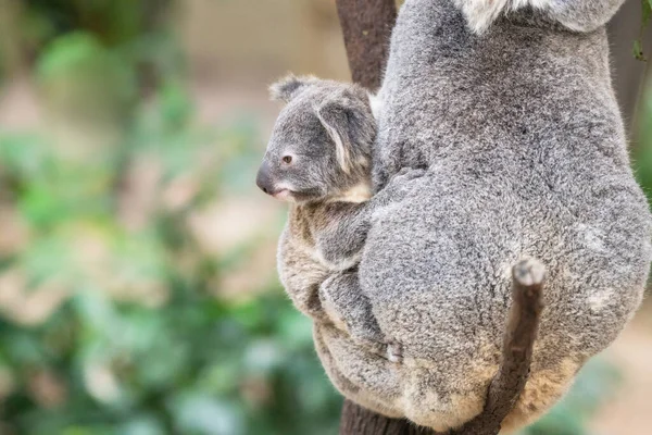 Yavru koala anne tarafında dinlenirken sola bakıyor..
