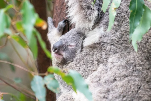 Bambino Koala Faccia Peering Fuori Suo Madri Abbraccio Come Esso — Foto Stock