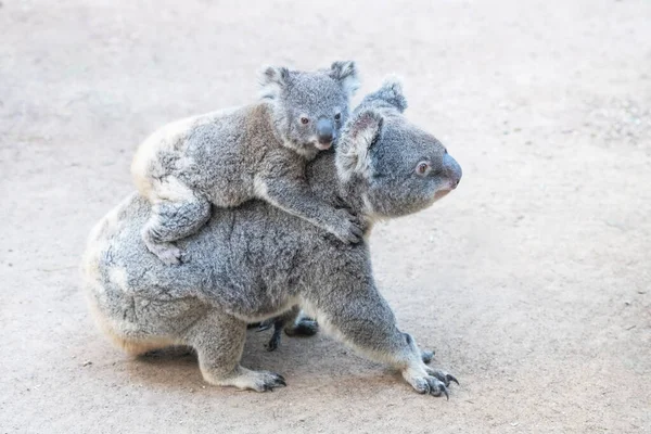 Mother Koala Walking Ground Her Baby Clings Her Back — Stock Photo, Image