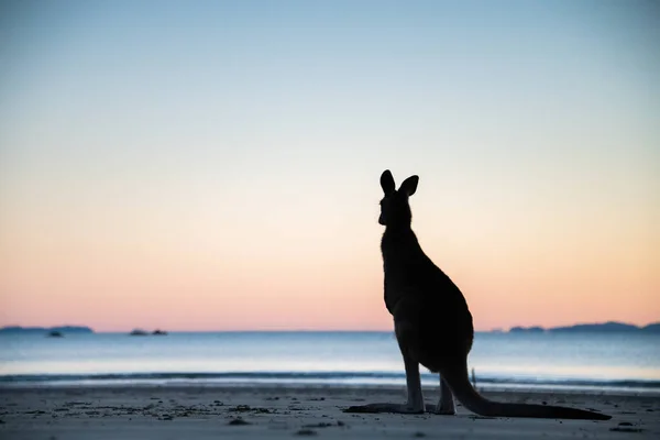 Egy Kenguru Sziluettje Néz Óceánra Mögötte Hajnal Színeivel — Stock Fotó