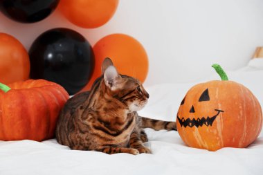 Süslü, turuncu, siyah balonların arasında uzanan komik safkan kedi beyaz arka plandaki korkunç balkabağına bak. Mutlu Cadılar Bayramı 'nda hayvan ve mizah. Boşluğu kopyala..