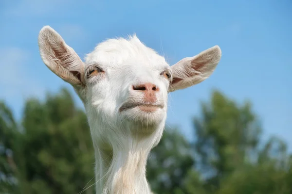 Grappig Schattig Wit Geitengezicht Buiten Zomer Kijken Verte Denken Achtergrond — Stockfoto