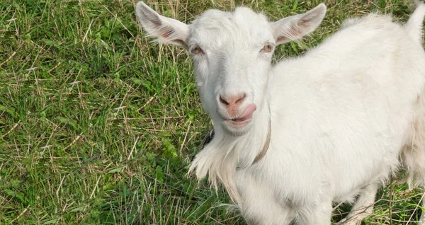 Funny White Young Goat Outdoor Summer Looking Camera Showing Tongue — Stock Photo, Image