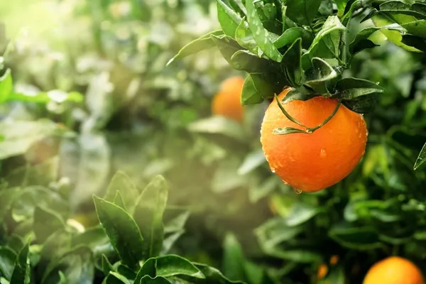 Fresh Mellow Rich Orange Fruit Green Tree Branch Concept Agriculture — Stock Photo, Image