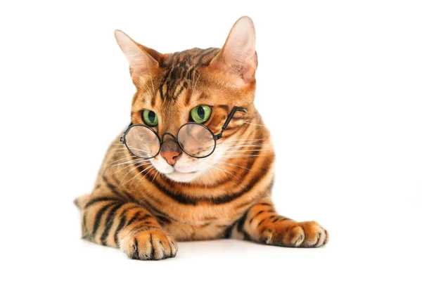 漂亮可爱可爱的带条纹纯正生姜斑纹猫 戴着眼镜 白色背景 孤零零地躺在地上 可怜的视力 动物眼镜或学校老师的概念 复制文字空间 — 图库照片