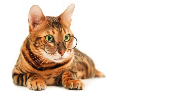 Bonito Gato Bengala Vermelho Bonito Usando Óculos Olho Fundo Branco — Fotografia de Stock