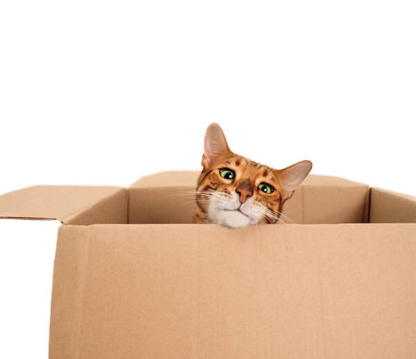 Funny beautiful playful striped ginger purebred bengal cat look from carton box on white background.Cute pet hiding or playing.Family with pet moving into new house or animal humour idea.Copy space.