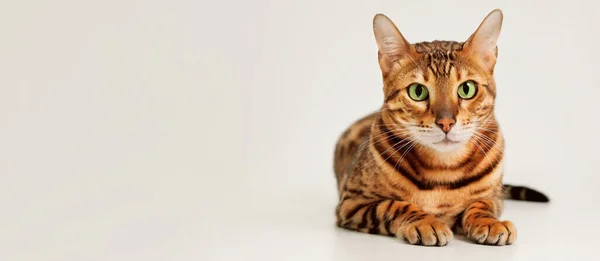 Beautiful Cute Green Eyed Ginger Striped Purebred Bengal Cat Lying — Stock Photo, Image