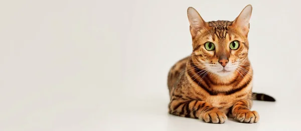 Hermoso Lindo Ojos Verdes Jengibre Rayado Pura Raza Bengala Gato — Foto de Stock