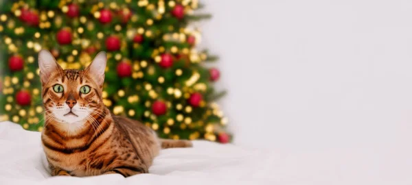 Schöne Bengalkatze Liegt Der Nähe Von Weihnachtsbaum Mit Hellem Bokeh — Stockfoto