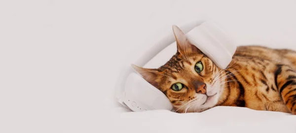 Sevimli yeşil gözlü güzel bengal kedisi kulaklıklarla beyaz arka planda uzanıyor, kameraya bakıyor. Hayvan, müzik konsepti dinliyor. Uzayı kopyala, afişi..