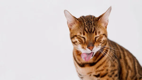 Divertido Gato Bengala Jengibre Rayas Pura Raza Estrechando Sus Ojos —  Fotos de Stock