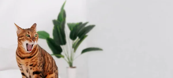 Safkan çizgili bengal kedisi, altın sarısı gözlerinde roset, beyaz arka planda yeşil bitki tarafından ağzının açılması. Evcil hayvan gülüşü, esnemesi ya da şaşkın, açık gözlü, yorgun, hayvani dişler. Kopyala uzayı..