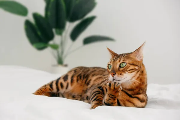 条纹斑斑的猫 躺在金黄色的床上 背靠着绿色的植物 露出爪子 令人惊讶 滑稽的宠物幽默 — 图库照片