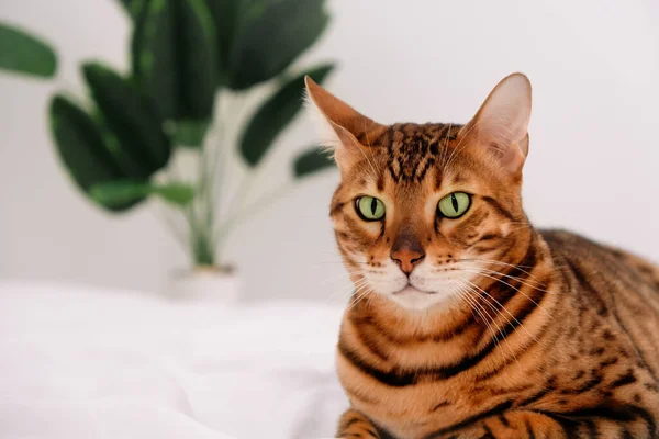 Belle Rosette Chat Bengale Sérieuse Sur Lit Regarde Caméra Gros — Photo