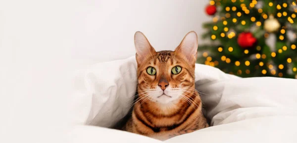 Güzel, yeşil gözlü bengal kediler yatakta, sıcak beyaz battaniyenin altında uzanmış, Noel ağacının yakınındaki kameraya bakıyor. Yeni yıl tatili, evcil hayvanlı tebrik kartı. Kopyala uzay..