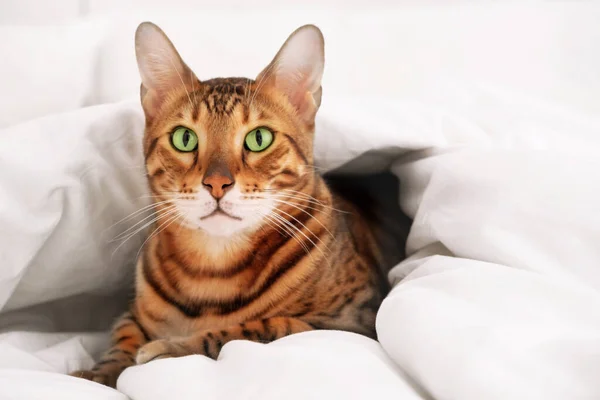 Симпатичная Зеленоглазая Бенгальская Кошка Золоте Лежит Кровати Теплым Уютным Белым — стоковое фото