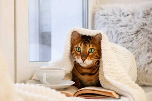 Pencere pervazında sevimli Bengal kedisi kitap ile örülmüş ekosenin altında, konforlu evde bir fincan çay modern iç mekanda. Soğuk hayvanın yaratıcı fotoğrafı, kışın hayvan, sonbaharda kapalı alanda. Seçici odak noktası..
