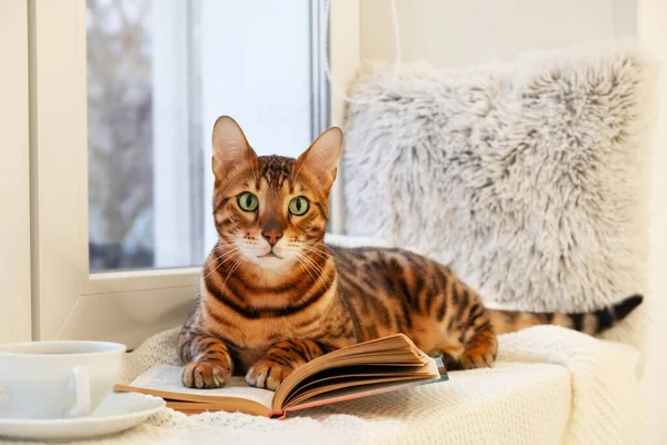 Sevimli safkan kedi pencere eşiğinde, ekose kitap üzerinde, rahat bir evde modern iç mekanda, kameraya bakıyor. Evcil hayvanın yaratıcı fotoğrafı, kapalı alandaki hayvan. Eğitim, gelişme, evde kalma kavramı..