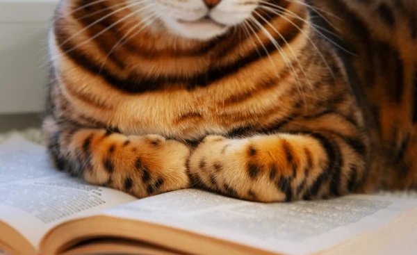 Kitapta şirin Bengal kedisi patileri var, yakın plan. Evcil hayvan, hayvan okuma. Eğitim, gelişim kavramı. Seçmeli odaklanma..