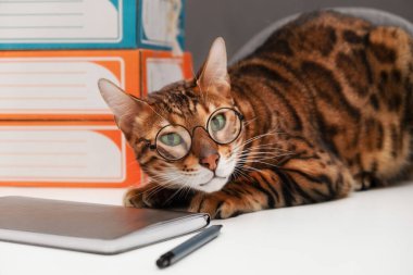 Ofis masasında gözlük takan sevimli Bengal kedisi koyu gri arka plan üzerinde çalışıyor. Hayvanın, evcil hayvanın yaratıcı fotoğrafı. Profesör, çalışan konsepti..