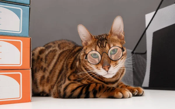 Ofis masasında gözlük takan komik Bengal kedisi çalışıyor. Hayvanın yaratıcı fotoğrafı, evcil hayvan..