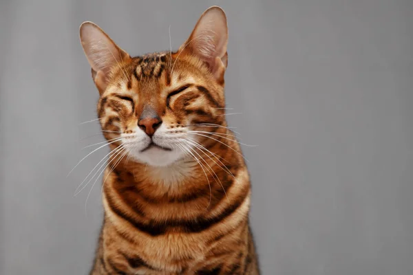 Funny Cute Ginger Striped Bengal Cat Gray Background Sitting Narrowing — 图库照片