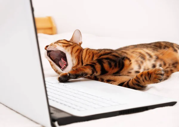 Lata Bengal Katt Öppen Mun Gäspning Ligger Sängen Laptop Hemmet — Stockfoto