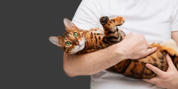 Beyaz tişört giyen, elinde güzel yeşil gözlü Bengal kedisi tutan, koyu gri arka planda kameraya bakan tanınmayan bir adam. Hayvan bakımı, aşk, hayvan kavramının kurtarılması..